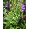 生產(chǎn)廠家現(xiàn)貨供應(yīng)85%黃芩苷 Baicalin貝加靈