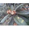 優(yōu)惠供應(yīng)各種規(guī)格熊果酸 Ursolic Acid 烏索酸