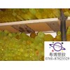 土黃色PU棒，聚氨酯棒，優(yōu)力膠棒、彈簧膠棒廠家