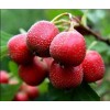 專業(yè)廠家生產(chǎn)供應(yīng)山楂提取物5:1 10:1 20:1比例