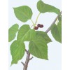 專業(yè)廠家生產(chǎn)供應(yīng)桑葉提取物5:1 10:1 20:1比例